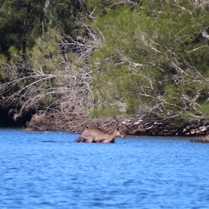 Macropus giganteus at Bodalla, NSW - 9 Apr 2025 02:27 PM