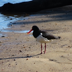 Haematopus longirostris at Tuross Head, NSW - suppressed