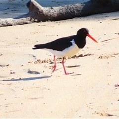 Haematopus longirostris at Tuross Head, NSW - suppressed