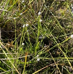 Eriocaulon scariosum (Pale Pipewort) at Bendoura, NSW - 7 Apr 2025 by JaneR