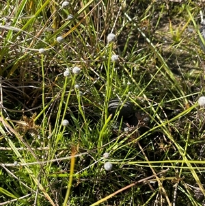 Eriocaulon scariosum (Pale Pipewort) at Bendoura, NSW - 7 Apr 2025 by JaneR
