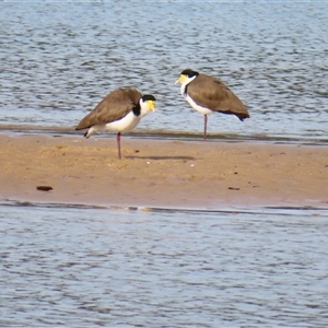 Vanellus miles at Tuross Head, NSW - 10 Apr 2025 09:38 AM