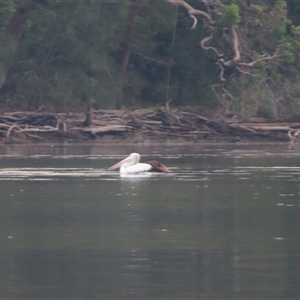 Pelecanus conspicillatus (Australian Pelican) at Tuross Head, NSW - 10 Apr 2025 by MB