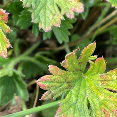 Geranium antrorsum (Rosetted Cranesbill) at Gooandra, NSW - 10 Apr 2025 by Jennybach