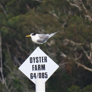 Thalasseus bergii at Bodalla, NSW - 10 Apr 2025 11:18 AM