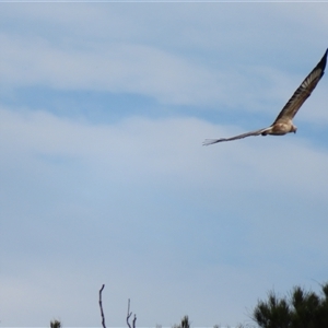 Haliaeetus leucogaster at Bodalla, NSW - 10 Apr 2025 11:27 AM
