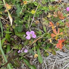 Geranium potentilloides var. Subalps (N.G.Walsh 4179) Vic. Herbarium at Gooandra, NSW - 10 Apr 2025 by Jennybach