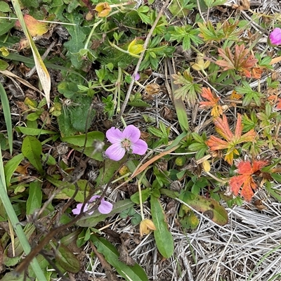 Geranium potentilloides var. Subalps (N.G.Walsh 4179) Vic. Herbarium at Gooandra, NSW - 10 Apr 2025 by Jennybach