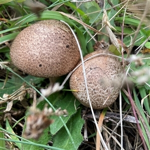 Unverified Cap on a stem; gills below cap [mushrooms or mushroom-like] at Gooandra, NSW - Yesterday by Jennybach