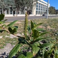 Phytolacca octandra (Inkweed) at Campbell, ACT - 11 Apr 2025 by Amahon