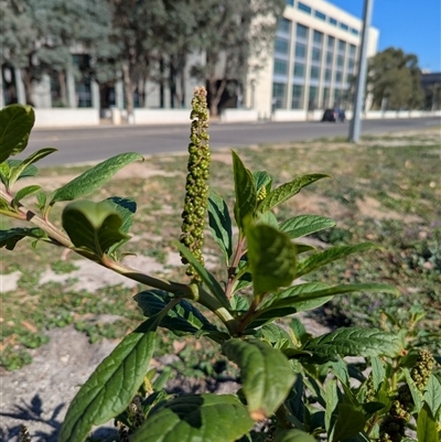 Phytolacca octandra (Inkweed) at Campbell, ACT - 11 Apr 2025 by Amahon
