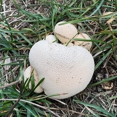 Lycoperdon sp. at Gooandra, NSW - 10 Apr 2025 by Jennybach