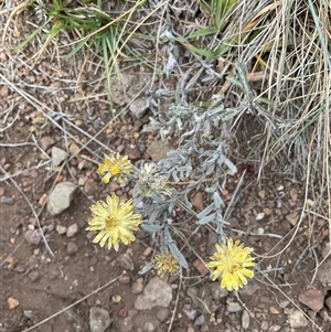 Unverified Daisy at Gooandra, NSW - Yesterday by Jennybach