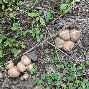 Unverified Fungus at Gooandra, NSW - Yesterday by Jennybach