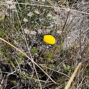 Unverified Daisy at Gooandra, NSW - Yesterday by Jennybach