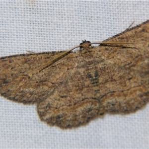Ectropis excursaria at Bolivia, NSW - suppressed
