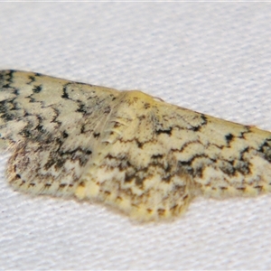 Idaea (genus) at Bolivia, NSW - suppressed