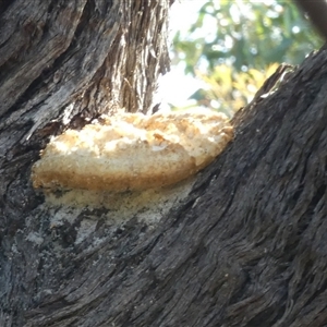 Laetiporus portentosus at Queanbeyan West, NSW - 9 Apr 2025 09:17 AM