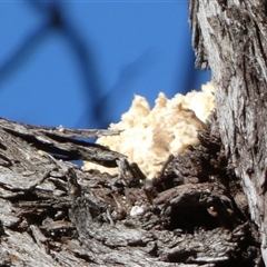 Laetiporus portentosus at Queanbeyan West, NSW - 9 Apr 2025 09:17 AM