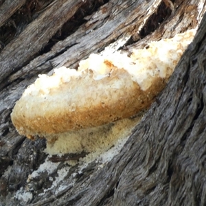 Laetiporus portentosus at Queanbeyan West, NSW - 9 Apr 2025 09:17 AM
