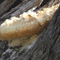 Laetiporus portentosus at Queanbeyan West, NSW - 9 Apr 2025 09:17 AM
