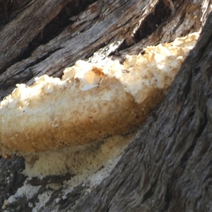 Laetiporus portentosus at Queanbeyan West, NSW - 9 Apr 2025 09:17 AM