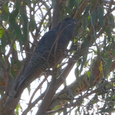 Callocephalon fimbriatum (Gang-gang Cockatoo) at Queanbeyan West, NSW - 9 Apr 2025 by Paul4K