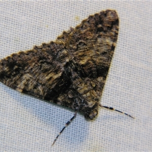 Gastrinodes argoplaca at Bolivia, NSW - suppressed