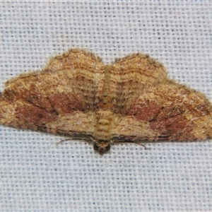 Chloroclystis filata at Bolivia, NSW - suppressed
