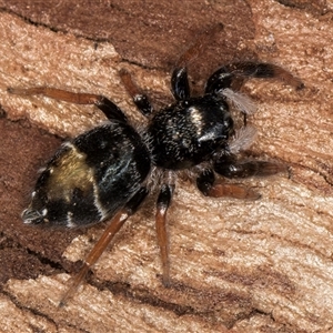 Apricia jovialis (Jovial jumping spider) at Belconnen, ACT - 9 Apr 2025 by kasiaaus