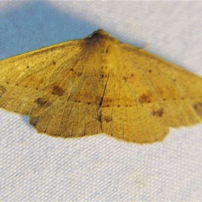 Idiodes apicata (Bracken Moth) at Bolivia, NSW - 27 Dec 2006 by PJH123