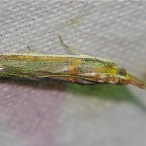 Etiella behrii (Lucerne Seed Web Moth) at Bolivia, NSW - 27 Dec 2006 by PJH123