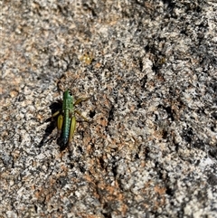 Kosciuscola tristis at Falls Creek, VIC - 11 Apr 2025 12:13 PM