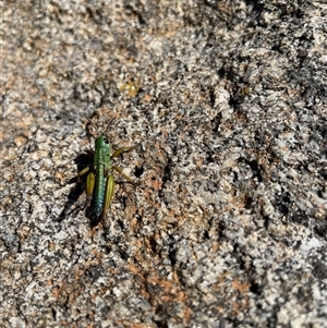 Kosciuscola tristis at Falls Creek, VIC - 11 Apr 2025 12:13 PM