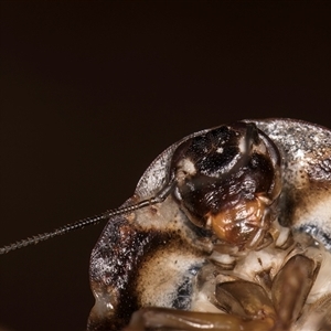 Laxta granicollis (Common bark or trilobite cockroach) at Belconnen, ACT - 9 Apr 2025 by kasiaaus