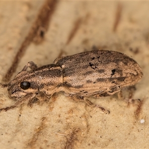 Sitona discoideus at Belconnen, ACT - 9 Apr 2025 by kasiaaus