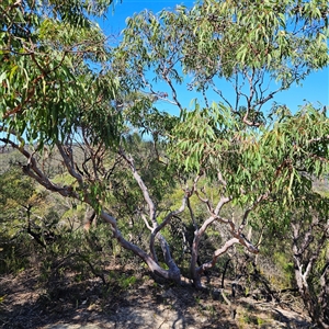 Angophora costata at Blue Mountains National Park, NSW - 11 Apr 2025 11:22 AM
