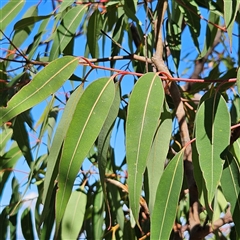 Angophora costata at Blue Mountains National Park, NSW - 11 Apr 2025 11:22 AM