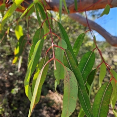 Angophora costata at Blue Mountains National Park, NSW - 11 Apr 2025 11:22 AM
