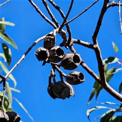 Angophora costata at Blue Mountains National Park, NSW - 11 Apr 2025 11:22 AM