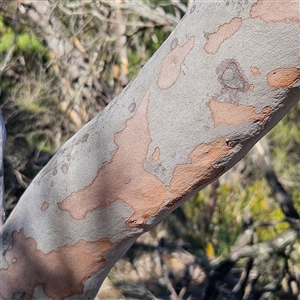 Angophora costata at Blue Mountains National Park, NSW - 11 Apr 2025 11:22 AM