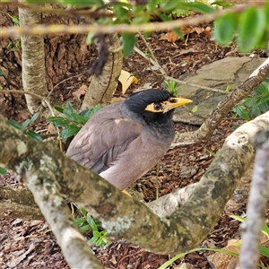 Acridotheres tristis at Leura, NSW - 11 Apr 2025 12:40 PM