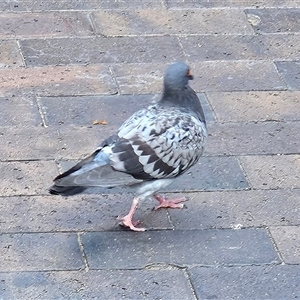 Columba livia at Leura, NSW - 11 Apr 2025 01:07 PM