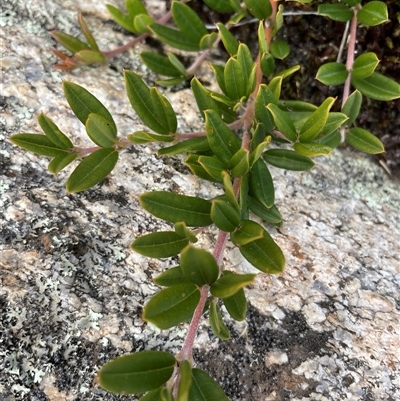 Podolobium alpestre (Shaggy Alpine Pea) at Cotter River, ACT - 10 Apr 2025 by nathkay
