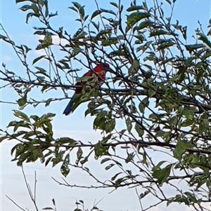 Platycercus elegans at Bowning, NSW - Yesterday by Maren