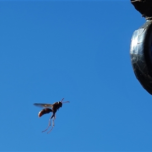 Polistes sp. (genus) at Bowning, NSW - Today by Maren