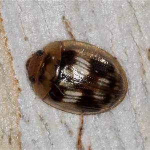 Unverified Leaf beetle (Chrysomelidae) at Belconnen, ACT - 9 Apr 2025 by kasiaaus