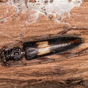 Epithora dorsalis at Belconnen, ACT - 9 Apr 2025 by kasiaaus