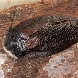 Laxta granicollis at Belconnen, ACT - 9 Apr 2025 by kasiaaus