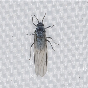 Aphididae (family) at Melba, ACT - 9 Apr 2025 by kasiaaus